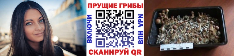 наркота  Петушки  MEGA онион  Галлюциногенные грибы Psilocybe 